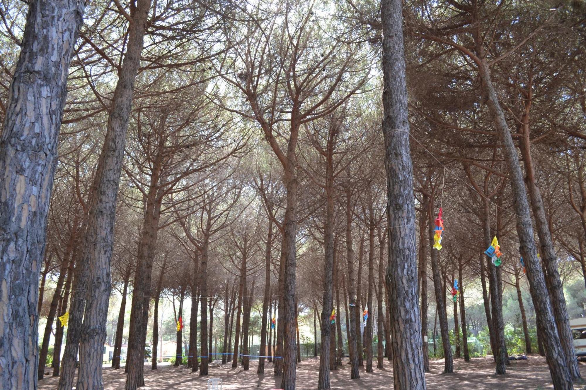 Giannella Camping Orbetello Buitenkant foto